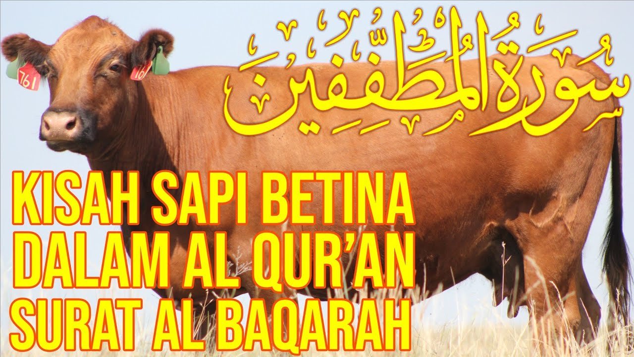 Kisah Sapi Betina Pada Zaman Nabi Musa Dalam Surah Al-Baqarah.jpg